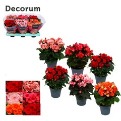 Beg Du Gemengd 14Ø 32cm