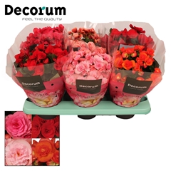 Beg Du Gemengd 14Ø 32cm