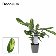 Ctenanthe P Golden M 12Ø 30cm