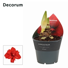 Hippeas Dg Red Peaco 14Ø 25cm