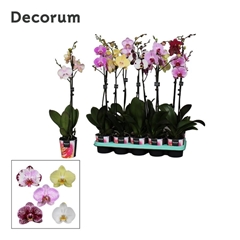 Phal Gem 2 Tak 12Ø 65cm