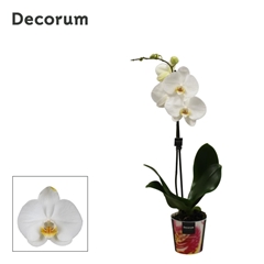 Phal Ov Wit 12Ø 65cm