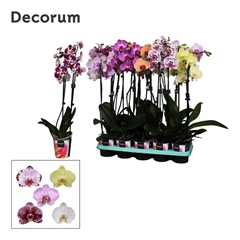 Phal Gem 2 Tak 12Ø 65cm