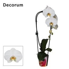 Phal El Cascade 12Ø 55cm