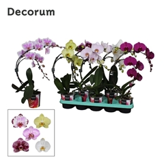 Phal El Cascade 12Ø 50cm