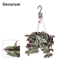 Trad Zeb Violet Hill 17Ø 35cm