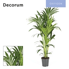 Howea Forsteriana 21Ø 130cm