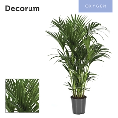 Howea Forsteriana 27Ø 150cm