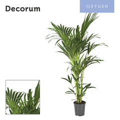Howea Forsteriana 21Ø 150cm