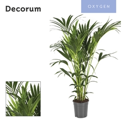 Howea Forsteriana 24Ø 130cm