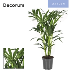 Howea Forsteriana 21Ø 100cm