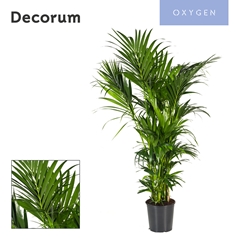 Howea Forsteriana 32Ø 180cm