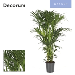 Howea Forsteriana 27Ø 160cm