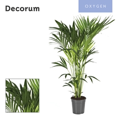 Howea Forsteriana 24Ø 140cm