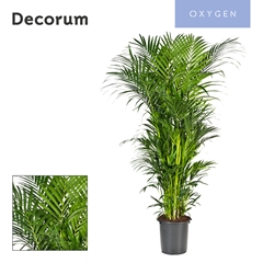 Howea Forsteriana 40Ø 250cm