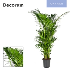 Howea Forsteriana 40Ø 280cm