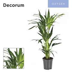 Howea Forsteriana 17Ø 80cm