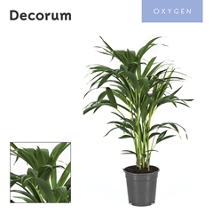 Howea Forsteriana 21Ø 90cm
