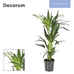 Howea Forsteriana 17Ø 90cm