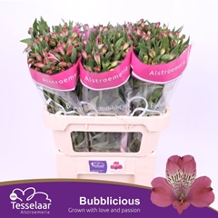 Alstr Bubblicious 75cm 60gram