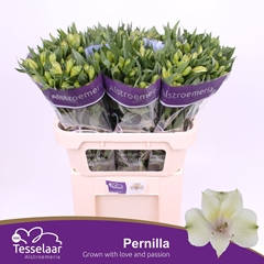 Alstr Pernilla 75cm 55gram
