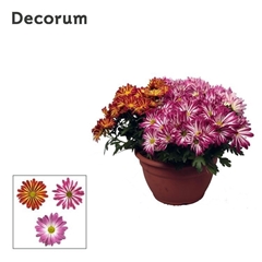 Chrys Gem 2 Kl Bloem 25Ø 25cm