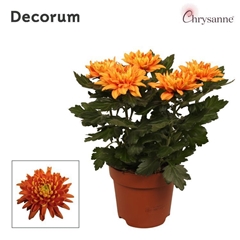 Chrys Durango 17Ø 35cm