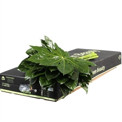 Fatsia Japonica Bs 35cm
