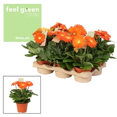 Ger F L Oranje 12Ø 20cm