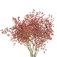 Rosa Prinsberry Fire 40cm