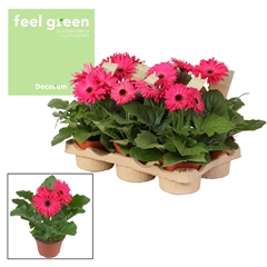 Ger F L Paars 12Ø 20cm