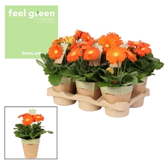 Ger F L Oranje 12Ø 20cm