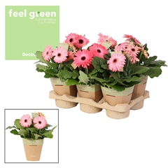 Ger F L Roze 12Ø 20cm