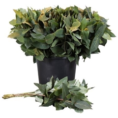 Euc Robusta P.bunch 55cm