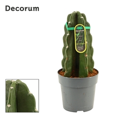 Cereus 12Ø 28cm