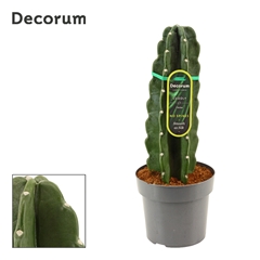 Cereus 17Ø 45cm