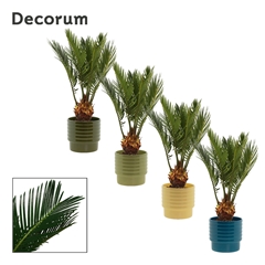 Cycas Revoluta 9Ø 30cm