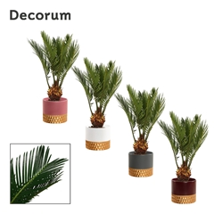 Cycas Revoluta 9Ø 30cm