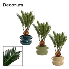 Cycas Revoluta 9Ø 30cm