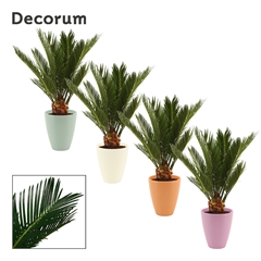 Cycas Revoluta 12Ø 45cm