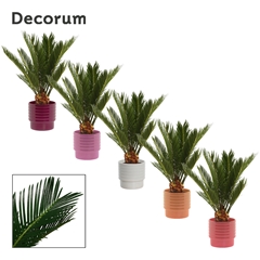 Cycas Revoluta 12Ø 45cm