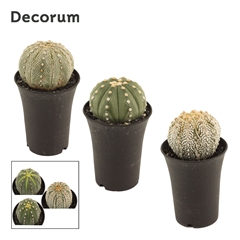 Cactus Aqapulco Spain 11Ø 17cm
