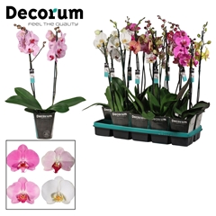 Phal Gem 2 Tak 12Ø 75cm