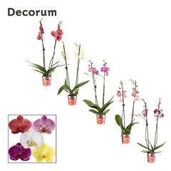 Phal Gem 2 Tak 12Ø 65cm