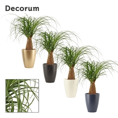 Beaucarnea Recur 12Ø 35cm