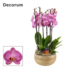 Phal Ov Paars 27Ø 65cm