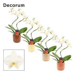 Phal Ov Wit 12Ø 50cm