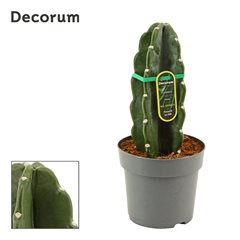 Cereus 14Ø 30cm