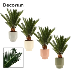 Cycas Revoluta 12Ø 45cm