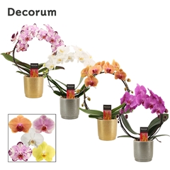 Phal Gem 2 Tak 12Ø 45cm